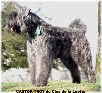 bouvier des flandres du clos de la luette - copyright déposé